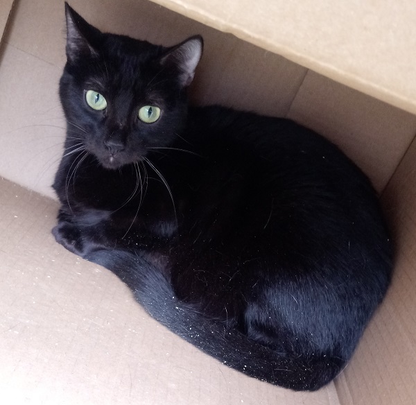#PraCegoVer: Fotografia do gatinho Pipoca (Pipo). Ele é todo preto, e tem os olhos verdes. Ele está olhando fixamente para a câmera.